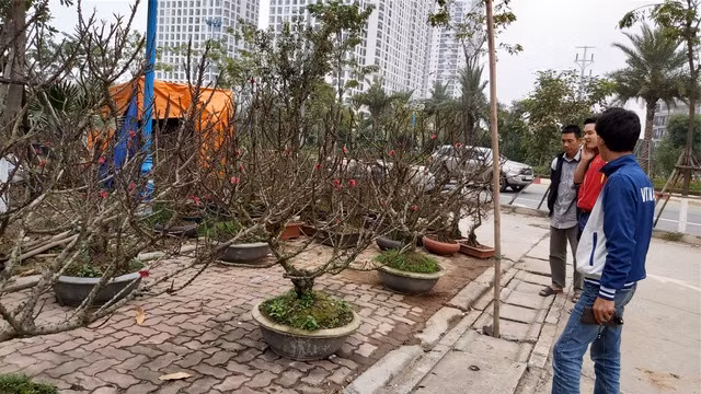 Hàng loạt gốc đào Thất Thốn, loại đào được dân gian truyền tai là đào tiến Vua thuở trước quy tập tại Hà Nội với giá khá đắt đỏ