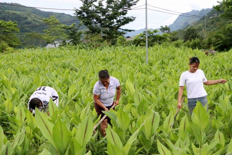 Trồng dong riềng đang được xem là một hướng phát triển kinh tế gia đình của đồng bào Mảng. 