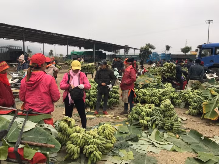 Chuối được các tiểu thương thu mua theo cân. Với mỗi cân chuối có giá từ 6.000 đến 15.000 đồng/kg.