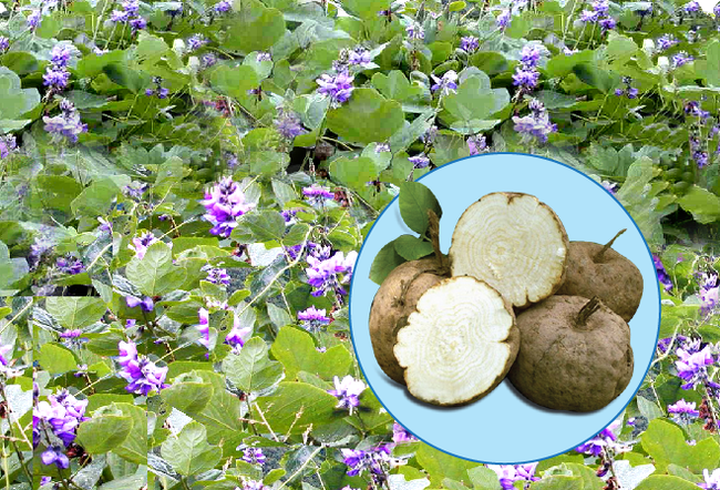 Đây là loại củ có tác dụng kéo dài thanh xuân cả về nhan sắc lẫn sinh lý nên chị em nào cũng thích - Ảnh 2. Đây là loại củ có tác dụng kéo dài thanh xuân cả về nhan sắc lẫn sinh lý nên chị em nào cũng thích - Ảnh 2.