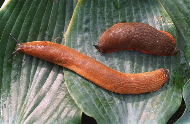 Nuốt sống con sên rồi chết thảm sau 8 năm - con sên ấy đã làm gì mà gây ra thảm họa khủng khiếp này? ảnh 2