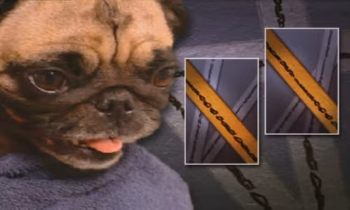 thoi quen la cua chu cho to cao ong chu vut xac bon co gai ban dam hinh anh 2