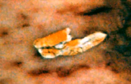 thoi quen la cua chu cho to cao ong chu vut xac bon co gai ban dam hinh anh 3