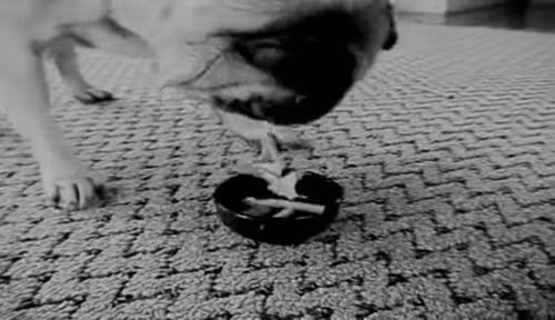 thoi quen la cua chu cho to cao ong chu vut xac bon co gai ban dam hinh anh 4