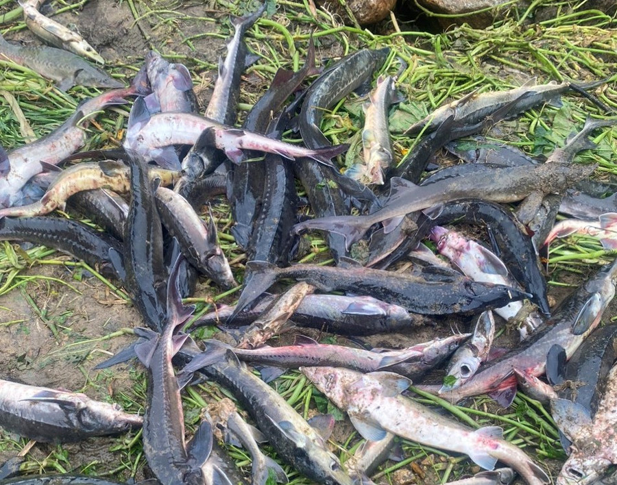 Cá tầm giống được người dân vớt lại sau lũ quét. Cá tầm giống được người dân vớt lại sau lũ quét.