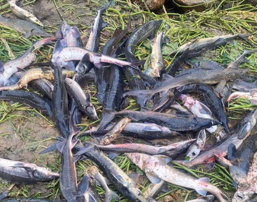 Cá tầm giống được người dân vớt lại sau lũ quét.