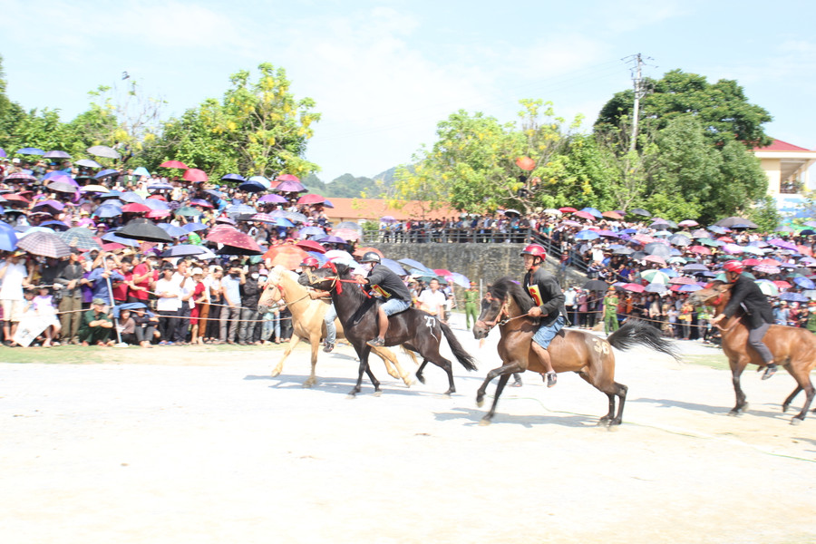 Những chú ngựa được chọn sau vòng đấu loại 1.900m. Những chú ngựa được chọn sau vòng đấu loại 1.900m.