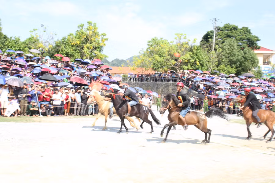Những chú ngựa được chọn sau vòng đấu loại 1.900m.