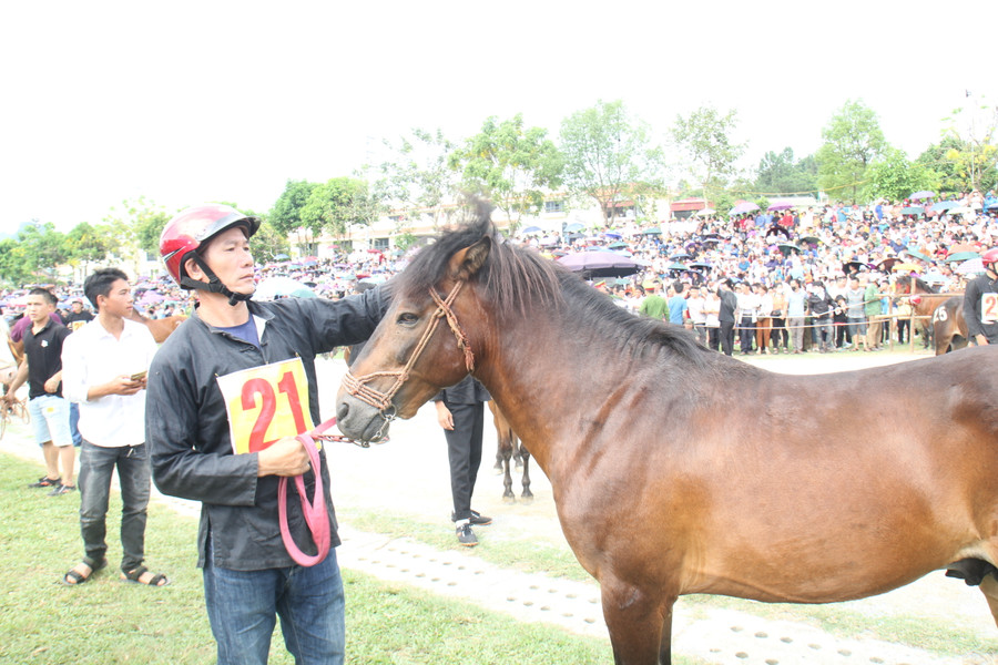 Những chú ngựa được chăm sóc kỹ lưỡng trước khi thi đấu. Những chú ngựa được chăm sóc kỹ lưỡng trước khi thi đấu.