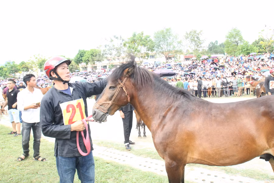 Những chú ngựa được chăm sóc kỹ lưỡng trước khi thi đấu.