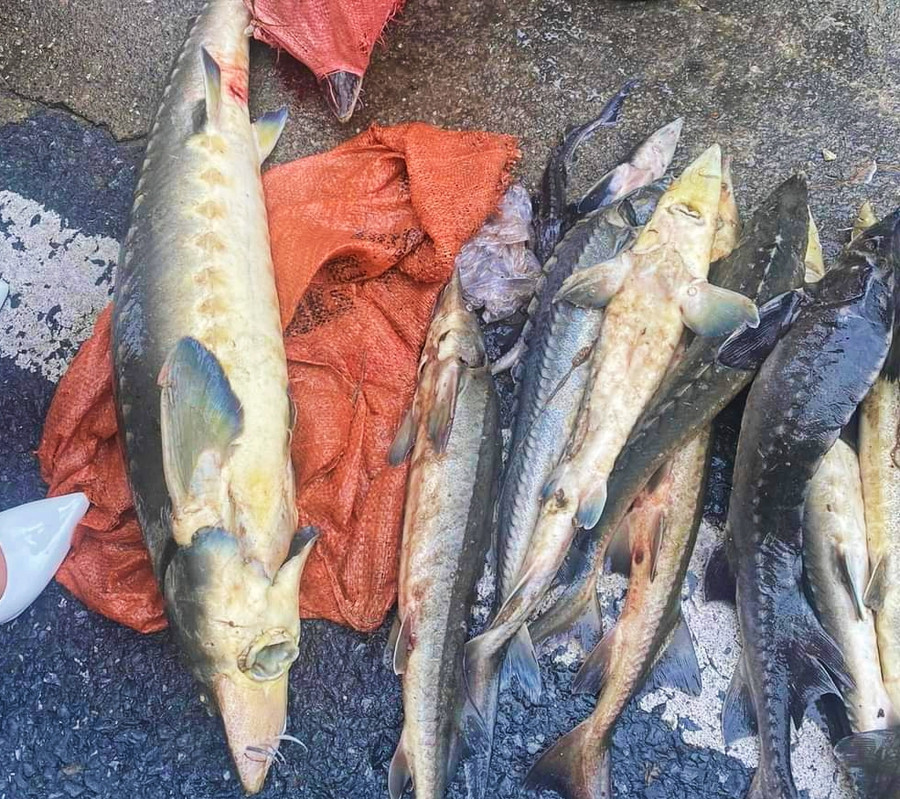 Khoảng 5 tấn cá tầm đến thời điểm thu hoạch bị lũ cuốn trôi. Khoảng 5 tấn cá tầm đến thời điểm thu hoạch bị lũ cuốn trôi.