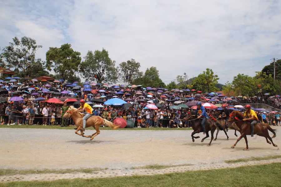 Những chú ngựa thể hiện tốc độ trong các lượt đua.