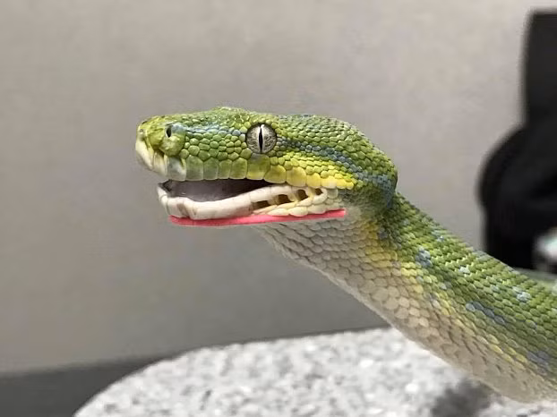 Chú rắn bị gãy răng, rụng hàm do tham nuốt đồ ăn quá to - Hình 4