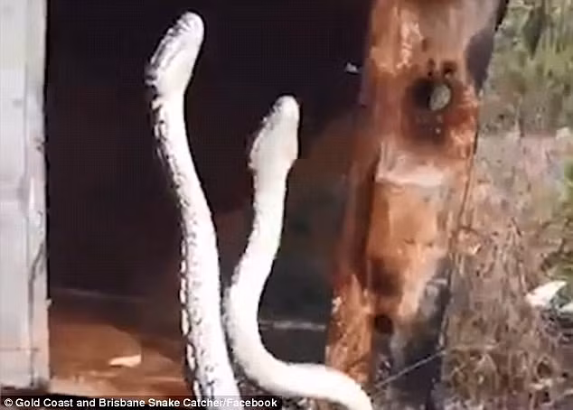 Video: Hai con trăn thảm kịch chiến tranh giành lãnh thổ - Hình 2