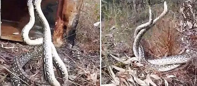 Video: Hai con trăn thảm kịch chiến tranh giành lãnh thổ - Hình 1