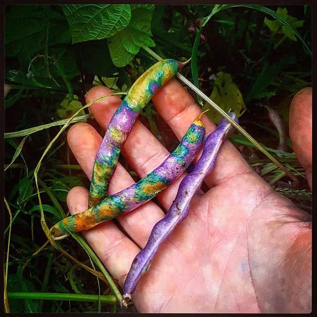 Những hình ảnh chứng minh cuộc sống xung quanh chúng ta thật lắm điều kỳ dị nhìn mãi cũng không hiểu chuyện gì đang xảy ra - Hình 5