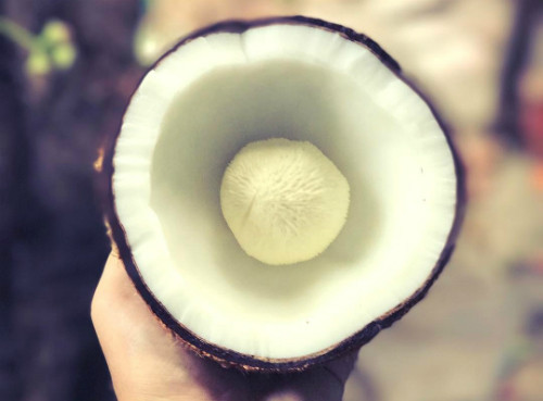 Mộng dừa mọc trong trái dừa già nếu để lâu. Mộng dừa được nhiều khách ưa chuộng. Ảnh minh họa.