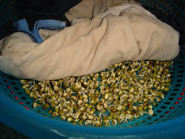 -cach-trong-rau-mam-khong-can-dat-tai-nha--giadinhvietnam.com 4