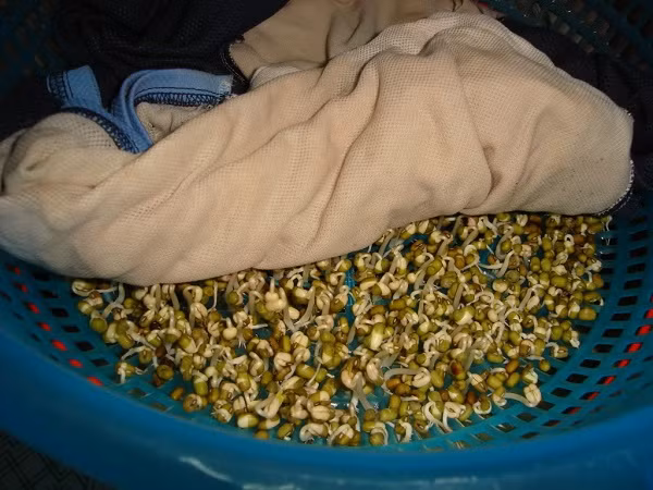 -cach-trong-rau-mam-khong-can-dat-tai-nha--giadinhvietnam.com 4