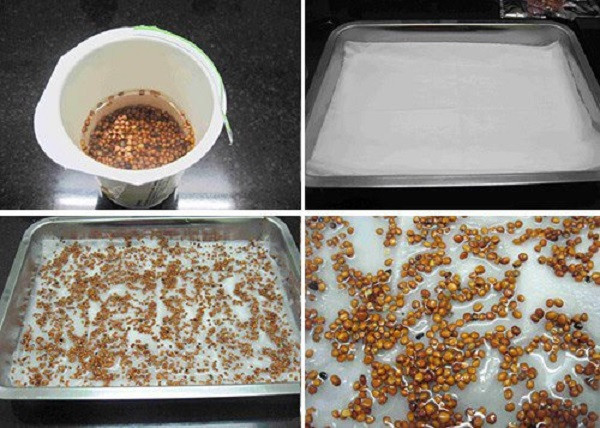 -cach-trong-rau-mam-khong-can-dat-tai-nha--giadinhvietnam.com 3