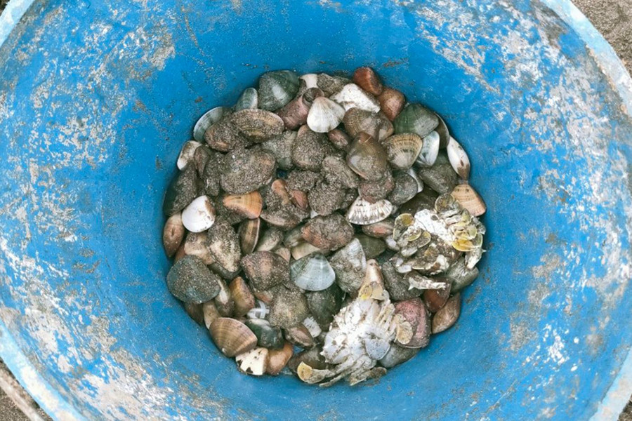 Thành quả của bà Thúy sau 3 tiếng bắt ngao.