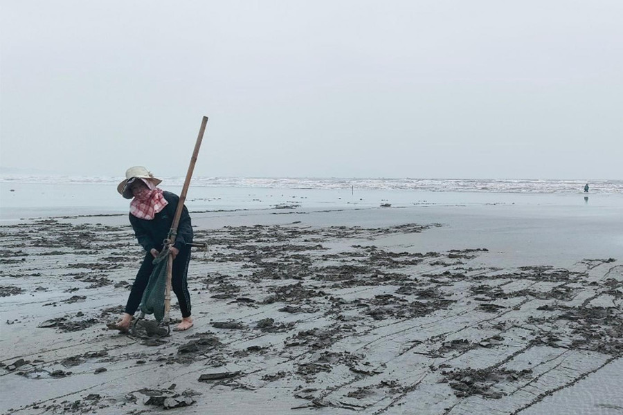 Sử dụng cào sẽ nhanh và bắt được nhiều ngao hơn.