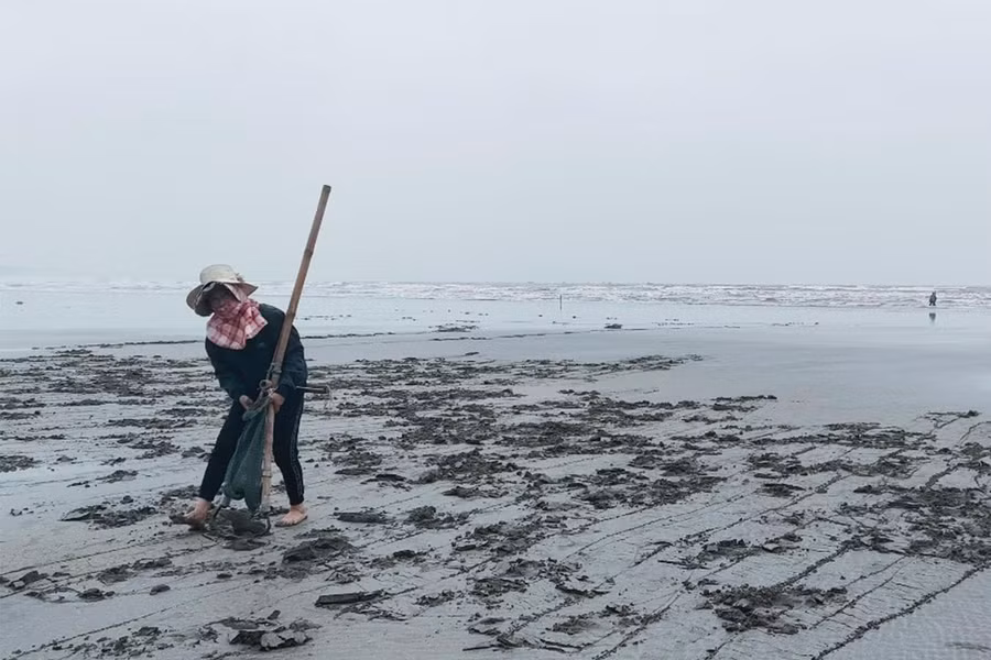 Sử dụng cào sẽ nhanh và bắt được nhiều ngao hơn.