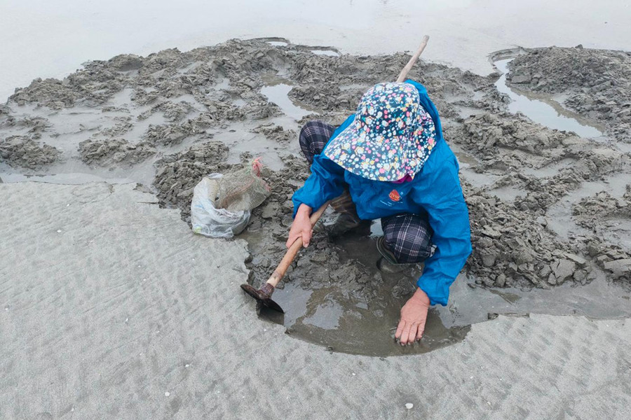 Không có cào, nhiều người dùng cuốc, mò mẫm tìm kiếm từng con ngao trên bãi biển.