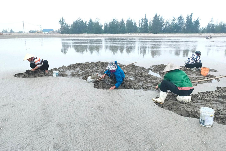 Tranh thủ buổi trưa thời tiết ấm, những người phụ nữ ra bãi biển bắt ngao.