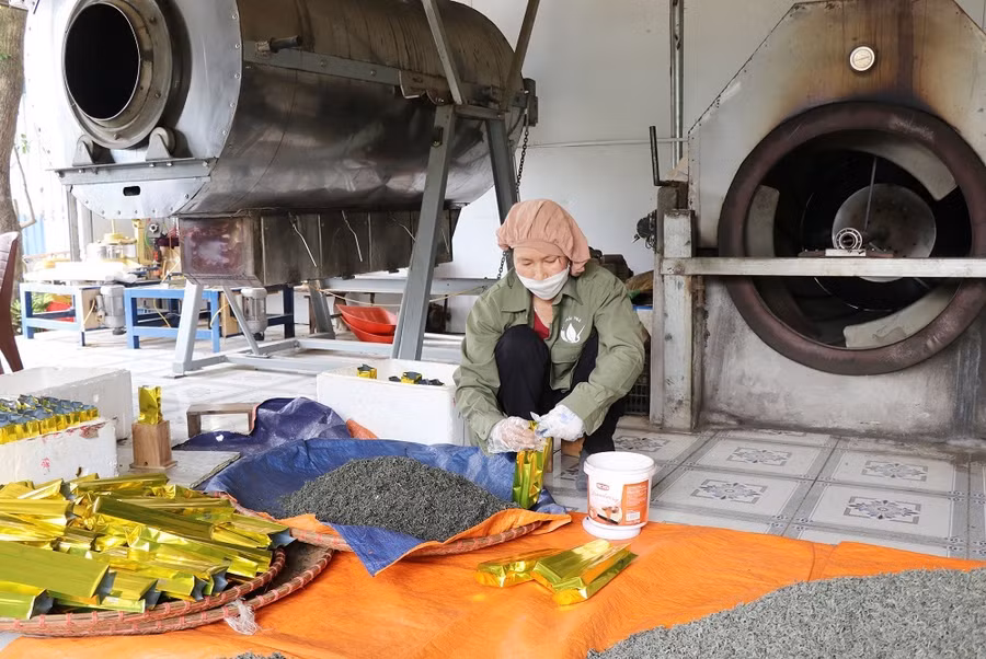 Chế biến chè tại HTX sản xuất trà An Thái