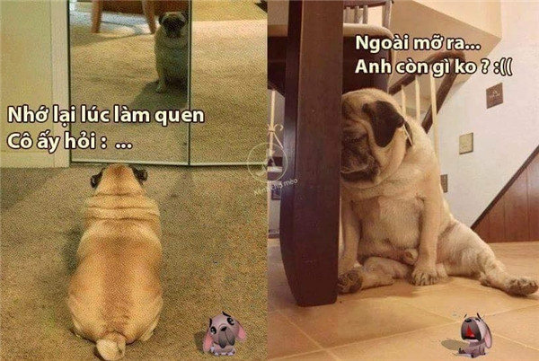 “Tâm sự không đâu vào đâu” của chú chó “thất tình”