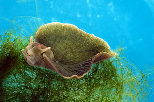 bi an loai “nua thuc vat, nua dong vat” duy nhat tren trai dat hinh anh 1