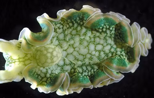 bi an loai “nua thuc vat, nua dong vat” duy nhat tren trai dat hinh anh 5