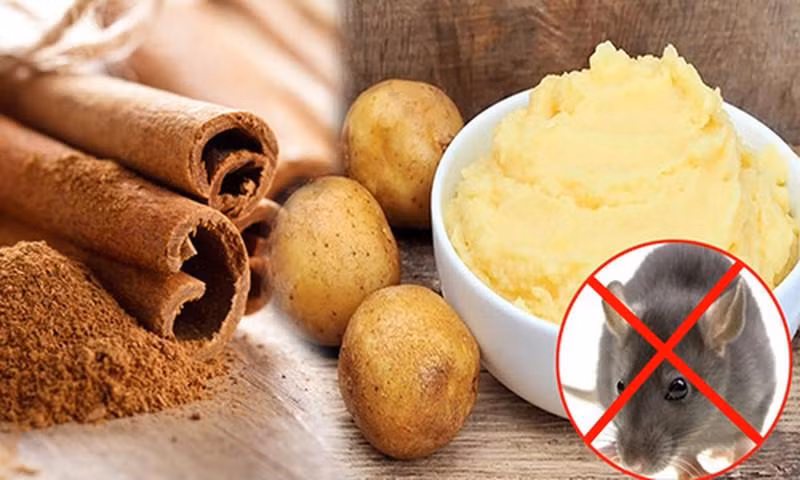 Cách đuổi chuột bằng thảo mộc vô cùng hiệu quả