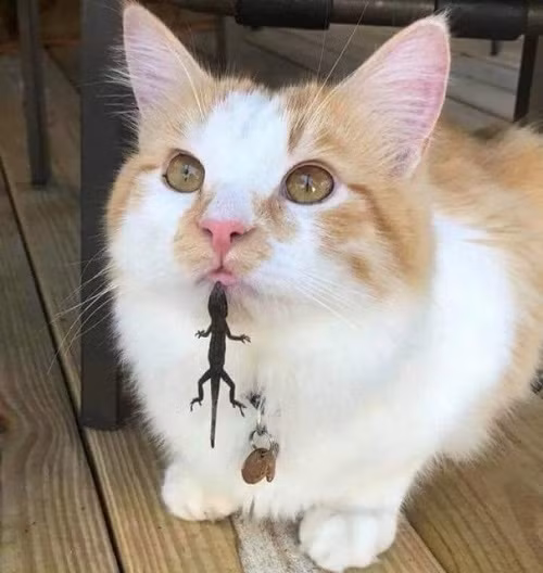 Thương nhau lắm, cắn nhau đau.