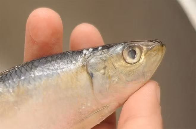 Cách bảo quản cá tươi lâu, mùi vị còn nguyên mà không cần đến tủ lạnh