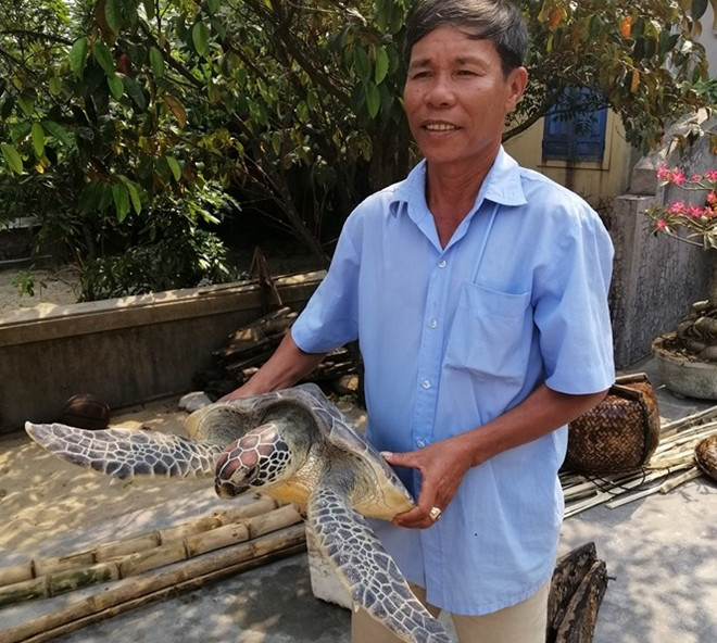 Liên tiếp phát hiện rùa quý hiếm trong Sách đỏ lạc vào bãi biển ảnh 1 Liên tiếp phát hiện rùa quý hiếm trong Sách đỏ lạc vào bãi biển ảnh 1