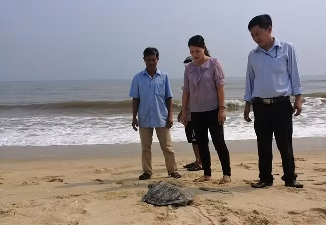 Liên tiếp phát hiện rùa quý hiếm trong Sách đỏ lạc vào bãi biển ảnh 3
