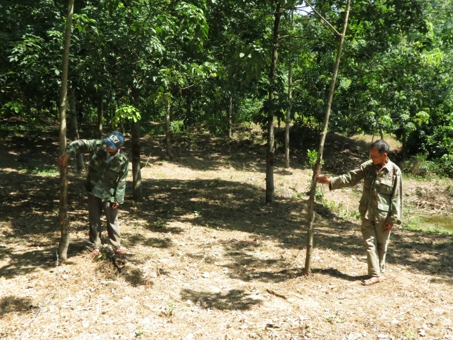 Dân tố “trâu hoang” phá cao su