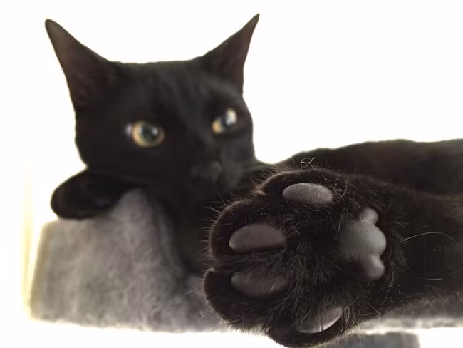 18 bức ảnh chân mèo mũm mĩm đáng yêu gần chết