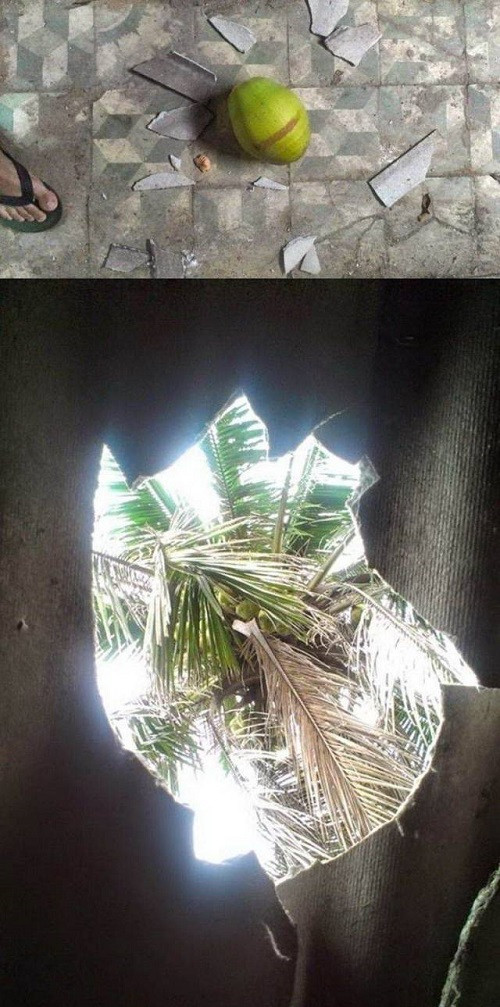 Lộc trời cho. Lộc trời cho.