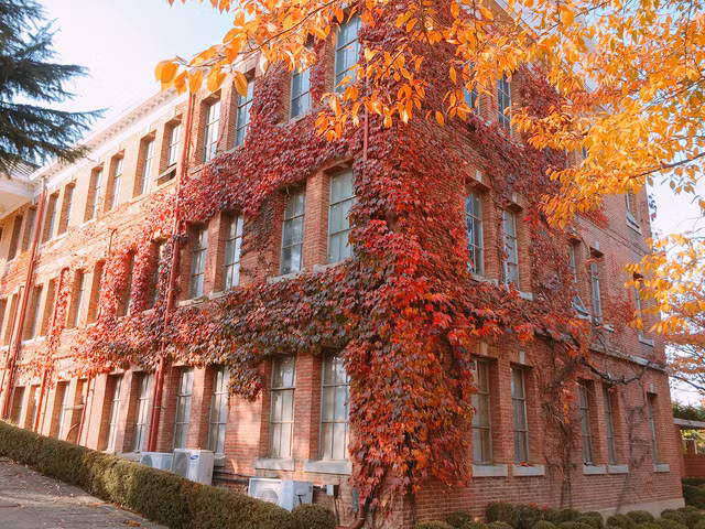 Khuôn viên trường được trồng rất nhiều loại cây khác nhau với tán lá đổi màu theo mùa cực đẹp mắt.