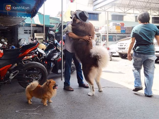 Ato có chiều cao lên tới 1m76 và nặng 73kg.