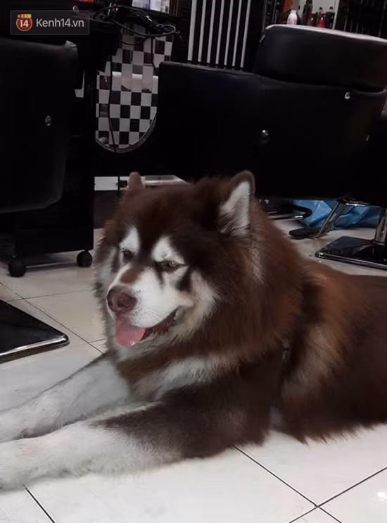 Có em chó Alaska khổng lồ cao 1m76, nặng 73kg bên cạnh thì cần gì người yêu nữa - Ảnh 4.