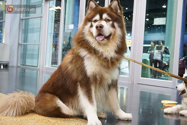 Có em chó Alaska khổng lồ cao 1m76, nặng 73kg bên cạnh thì cần gì người yêu nữa - Ảnh 3. Có em chó Alaska khổng lồ cao 1m76, nặng 73kg bên cạnh thì cần gì người yêu nữa - Ảnh 3.