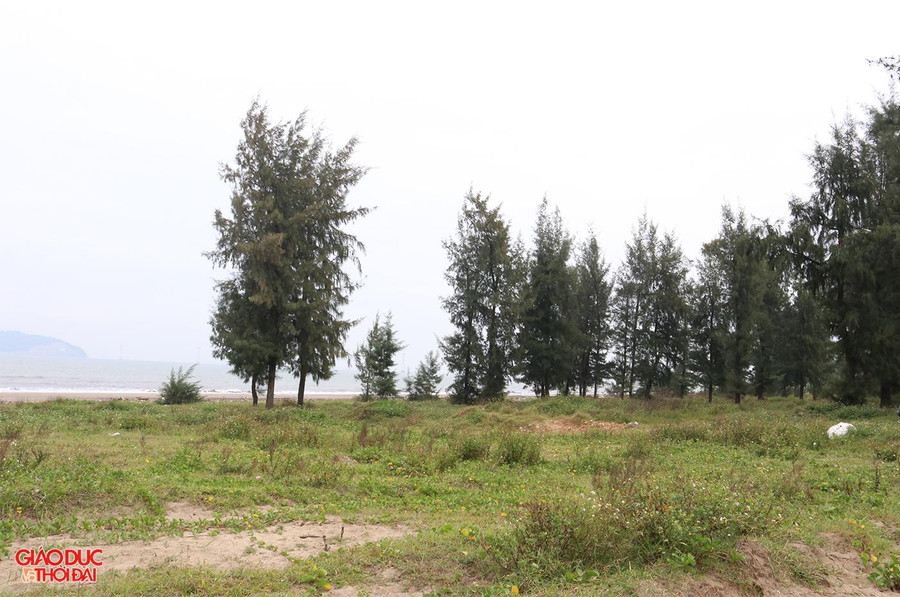 Khu vực lâm viên phía Đông đường Bình Minh thuộc dự án Golf biển Cửa Lò bị bỏ hoang 15 năm qua.