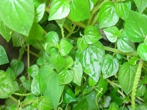 Loài rau ở Việt Nam cho gia súc ăn nhưng ở các nước châu Âu là  Loài rau ở Việt Nam cho gia súc ăn nhưng ở các nước châu Âu là