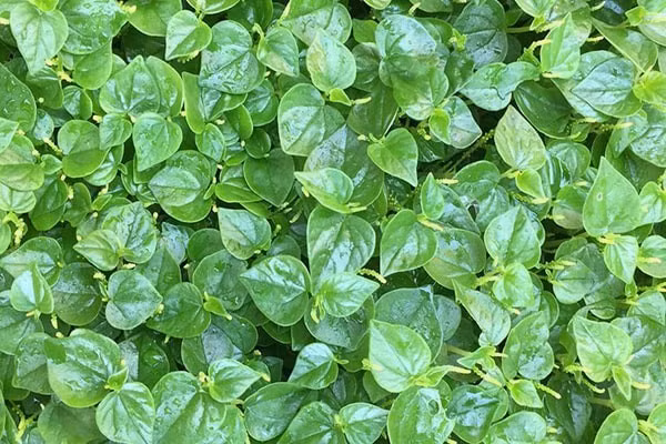 Loài rau ở Việt Nam cho gia súc ăn nhưng ở các nước châu Âu là 