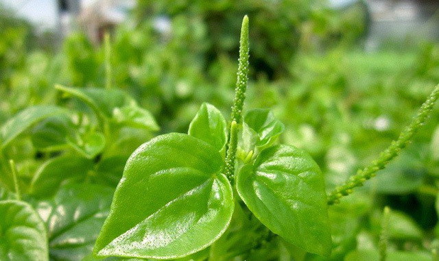 Loài rau ở Việt Nam cho gia súc ăn nhưng ở các nước châu Âu là  Loài rau ở Việt Nam cho gia súc ăn nhưng ở các nước châu Âu là