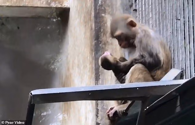 Rơi nước mắt cảnh khỉ mẹ cố gắng giữ đứa con đã chết hai ngày bên mình - ảnh 6